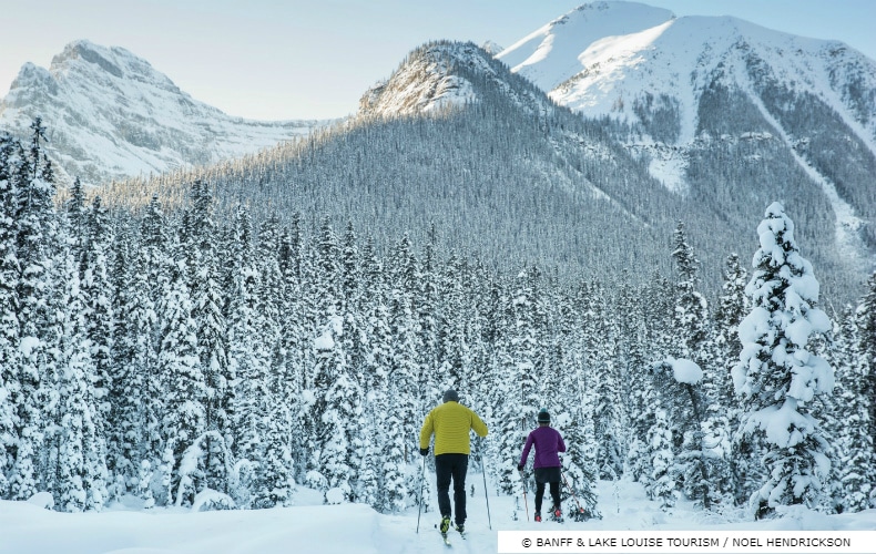 A skier in yellow and a skier in purple cross coutry ski through a pine forest in the Rocky Mountains